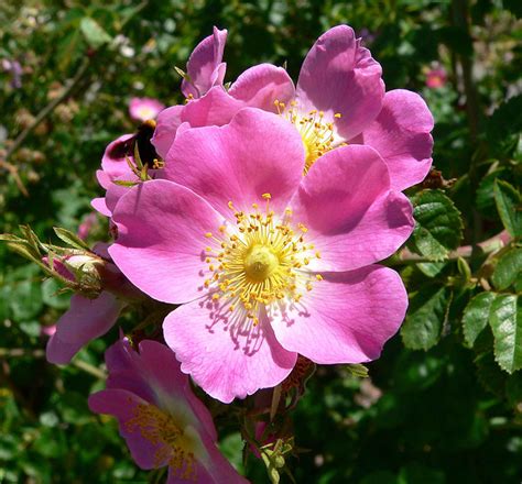 How To Grow A Seven Sisters Rose An Heirloom Rosebush Dengarden