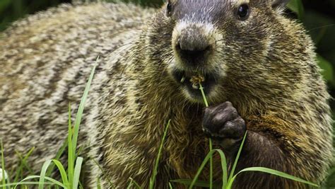 Groundhogs digging up your property? Here's what you can & can't do.