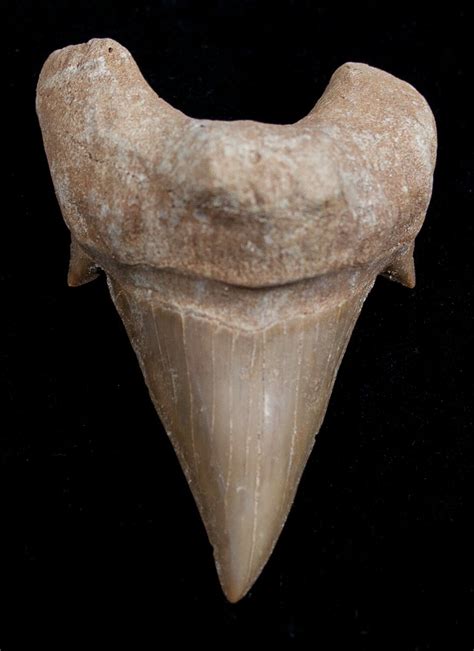 High Quality Otodus Fossil Shark Tooth For Sale (#1747) - FossilEra.com