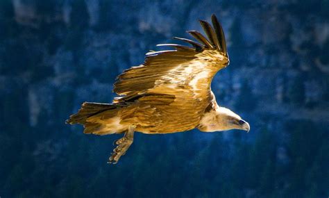 Adelaars leven op elk werelddeel, behalve in antartica. Eagle_Art | Adelaar kunst