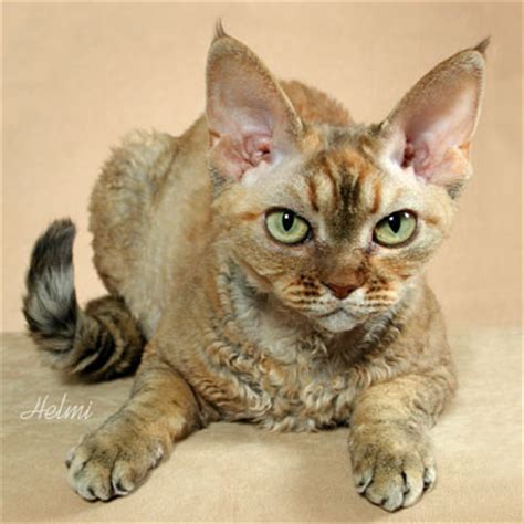 The loss, gain or change in the how to stop cat shedding. Non Shedding Cat Breeds - PoC