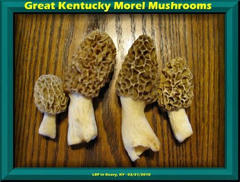 Great Kentucky Morel Mushrooms By Slowdog294 On Deviantart Stuffed