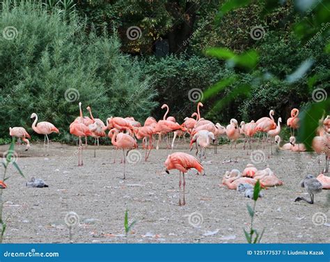 A Flock Of Pink Flamingos Grazing On The Lake Stock Image Image Of