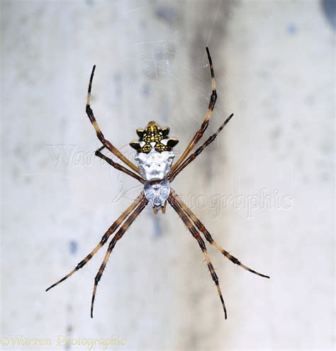 Orb Web Spider Photo Wp03406