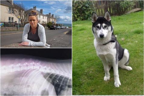 Driver Ploughed Into Pet Husky Shattering Its Spine Before Putting On