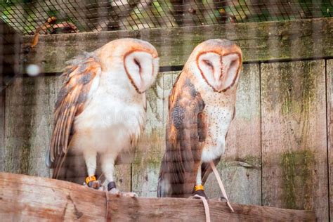 Pair Of Barn Owls At The John Ball Zoo In Grand Rapids Michigan
