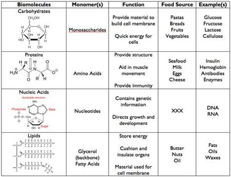 4 Major Biomolecules Macromolecules Macromolecules Biology Biology