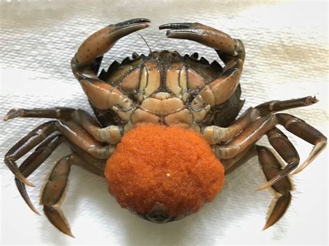 Invasive species are those that are not native to a given ecosystem and are introduced by accident or on purpose. WISC - Washington Invasive Species Council