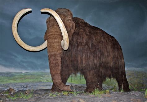 The Jungle Store Scientists To Clone Wooly Mammoth