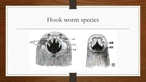 Hook Worms
