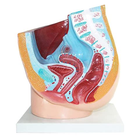 Buy Female Pelvis Model Human Female Pelvic Section Anatomical Model Median Sagittal Section