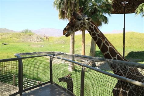 The Living Desert Zoo And Gardens In Palm Desert Ca — Amanda N Hammond