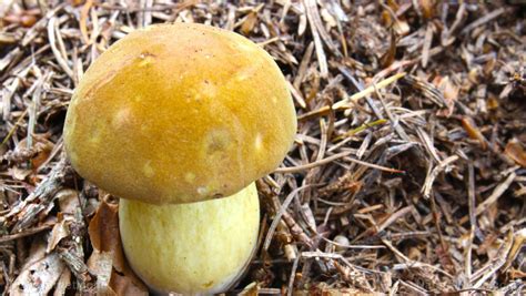 Magic Mushrooms Likely Developed Their Psychedelic