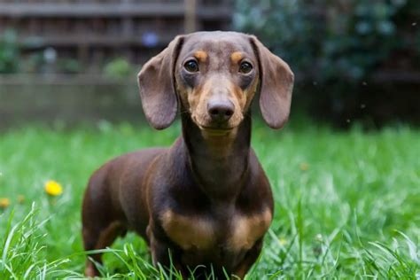 How Much Do Miniature Dachshunds Cost Hound Buddy