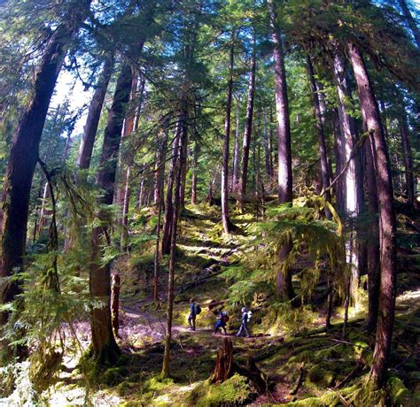 8 Reasons To Explore Olympic National Park Olympic National Park