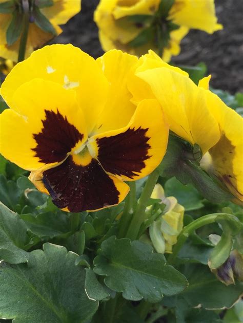 Yellow And Purple Pansy Purple Pansy Pansies Plants