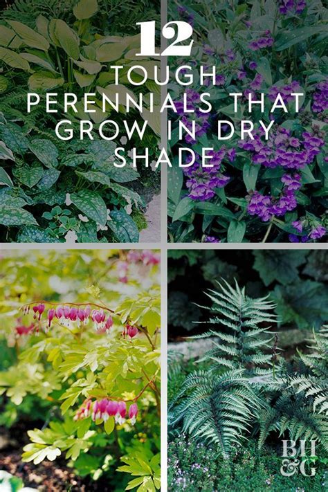 12 Tough Perennials That Grow In Dry Shade Artofit