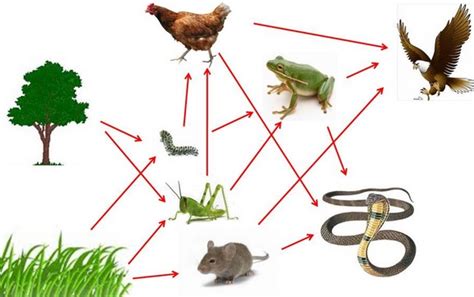Berikut ini beberapa jenis rantai makanan berdasarkan. Contoh Ekosistem Sawah dan Rantai Makanan Penjelasan ...