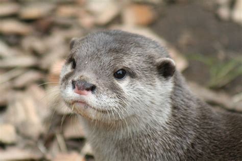 Otter Face 2 By Annlo13 On Deviantart Baby Animals Cute Animals