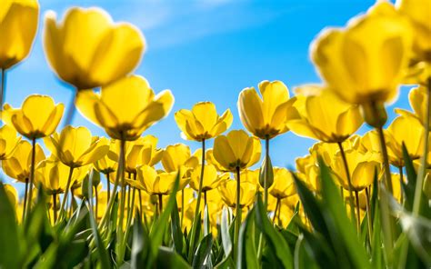 Download Wallpapers Yellow Tulips 4k Blue Sky Spring Yellow Flowers