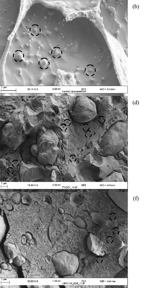 A And B Cryogenic Scanning Electron Micrography Cryo SEM Of