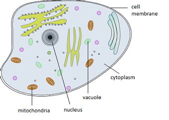 Maybe you would like to learn more about one of these? Animal Cells: Lesson for Kids | Study.com