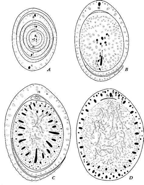 Figure 1 From Ontogeny Of The Vascular Bundle In Zea Mays Semantic