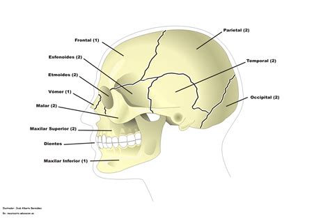 El Sistema Esqueléticohuesos De La Cabeza El Cráneo Y La Cara Un