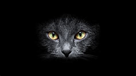 black cat full hd wallpaper  background image  id