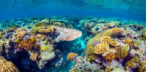 Surreal Scenes From Australia S Great Barrier Reef