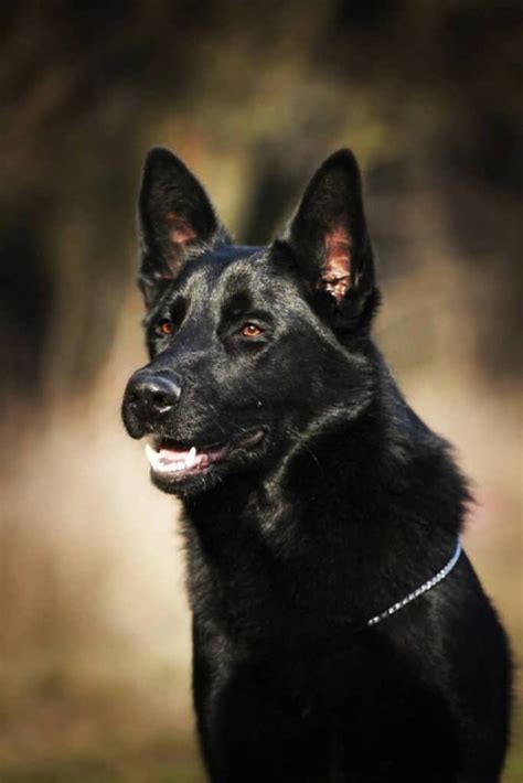The Black German Shepherd A Guide To This Rare Dog K9 Web Black