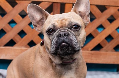 Your french bulldog's teeth have a lot of work to do. Frenchies plagued with painful health problems are winding ...