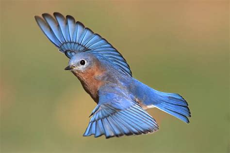 Female Mountain Bluebird Flying