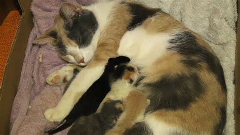 Newborn Calico Kittens