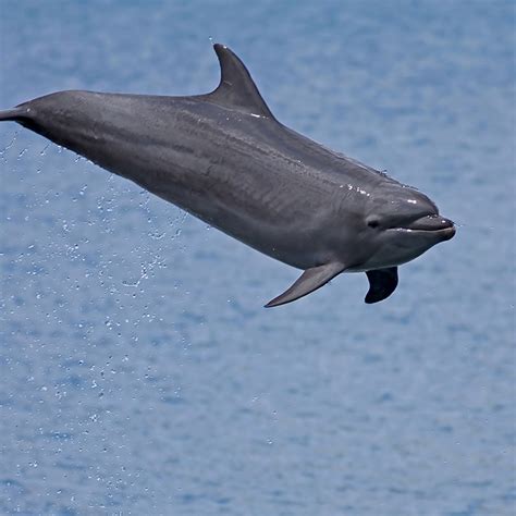 What Are Some Interesting Facts About Bottlenose Dolphins Best