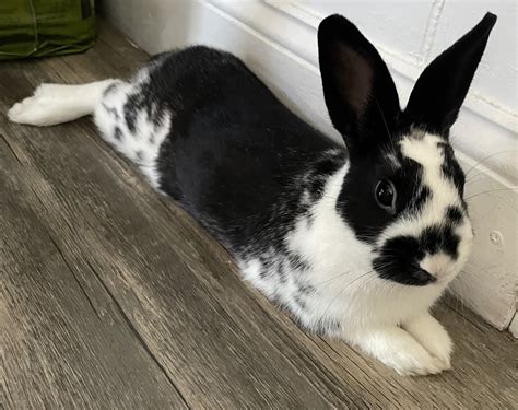 Netherland Dwarf Rabbit Rabbits For Sale Queens Ny 463987
