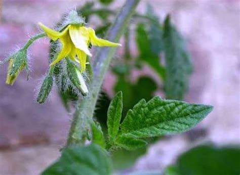 This argument was put forward by the defendant self. What are Self-Pollinating Vegetables? - Organic Authority