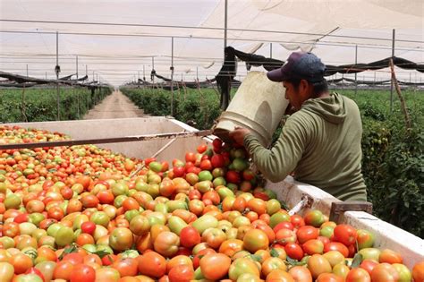 Mexican Farmers Give Away Tomatoes As Demand Squashed By Coronavirus