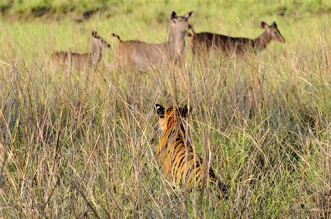 Tadoba Tiger Photography Tour Private Guided Safaris