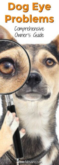 Diagnosing And Treating Dog Eye Infections Cleaning