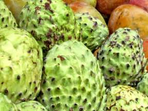 You may not have heard of graviola or you may be familiar with one of its alternative names; The Benefits of Soursop | Healthy Eating | SF Gate