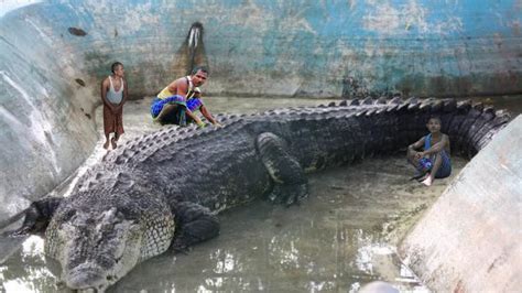 10 Biggest Crocodiles In The World Youtube