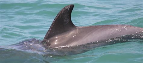 12 Different Dolphin Dorsal Fins Clearwater Marine Aquarium