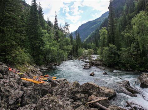 Journey Through The Wild Nature Of The Altai Coniferous Forests And