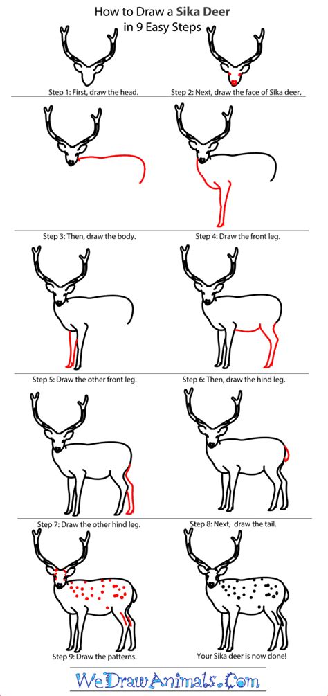 In this step by step drawing tutorial, we'll take a look at how to draw a rhinoceros. How to Draw a Sika Deer