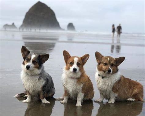 Most will take after the welsh corgi in stature and possess many of their loveable traits including their quirky build. 2019 Oregon Corgi Beach Day Fundraiser For OHS at Cannon ...