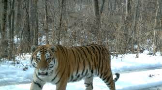 Amur Tiger Numbers On The Rise Say Latest Figures Wwf