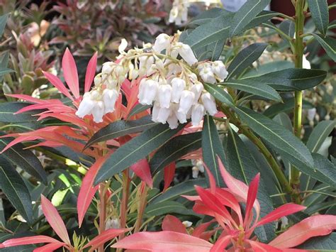 Pieris Japonica Forest Flame 5l