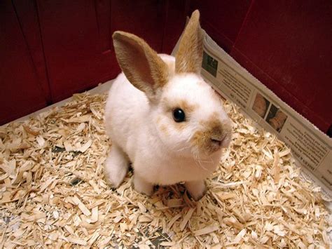Mini Rex Rabbit Breed Information And Pictures Rabbit Breeds Mini Rex Rabbit
