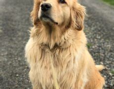 They have long, bushy tails and a long neck. Golden Retriever Info, Temperament, Life Expectancy ...